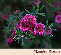 Manuka Rosso